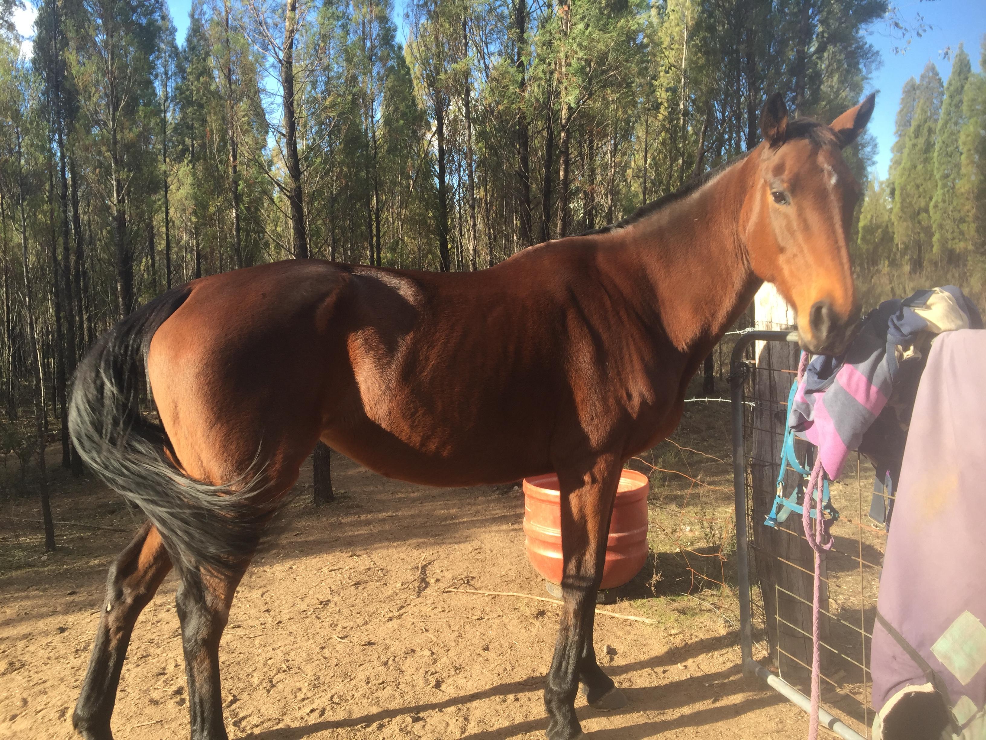 Australian Stock Horses For Sale Page 1