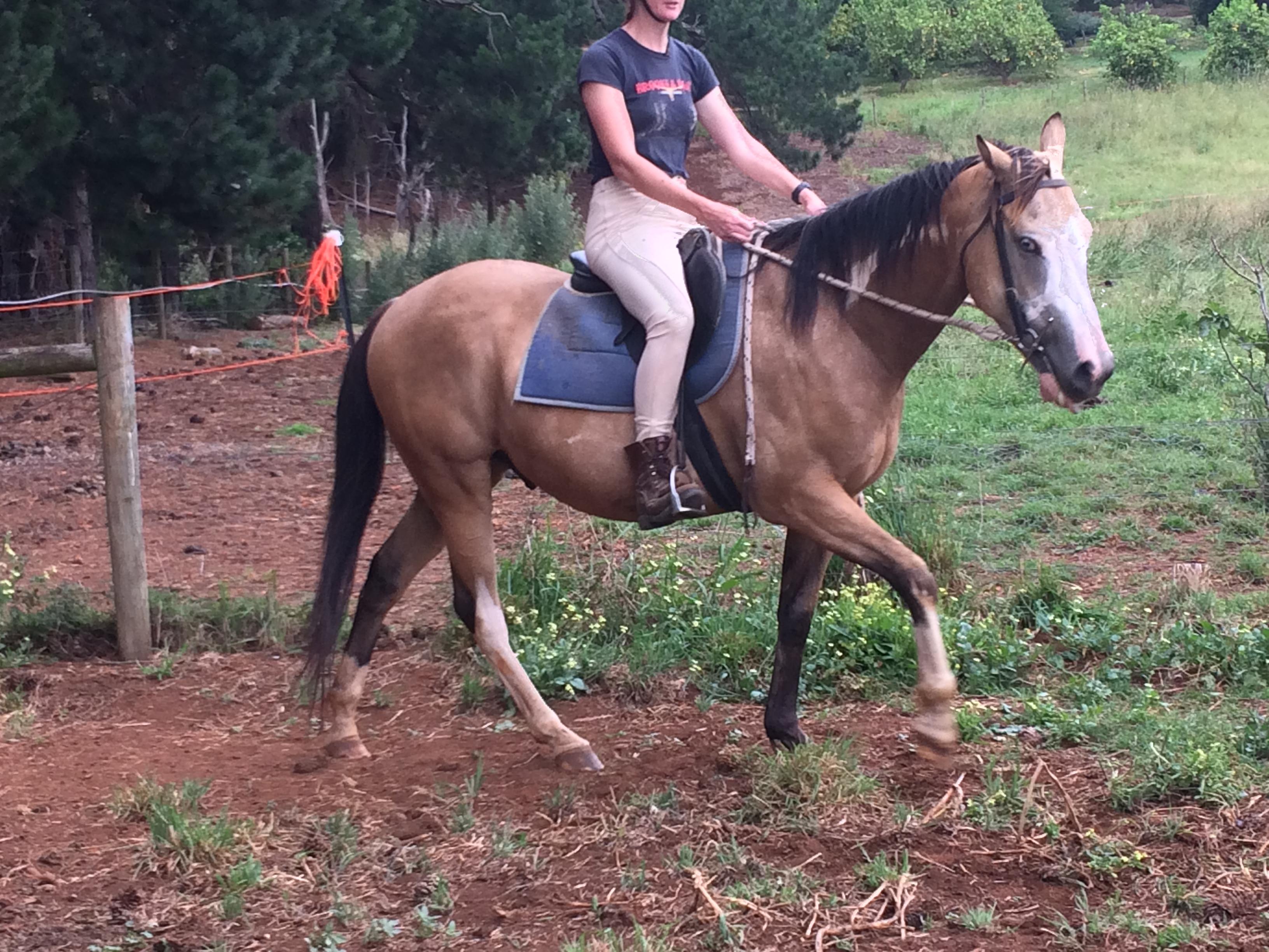 BUCKSKIN PAINT GELDING Coloured Horsezone