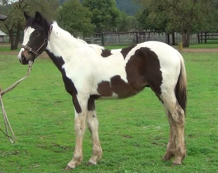 Coloured Horses For Sale Coloured Horse » Horsezone Page 1