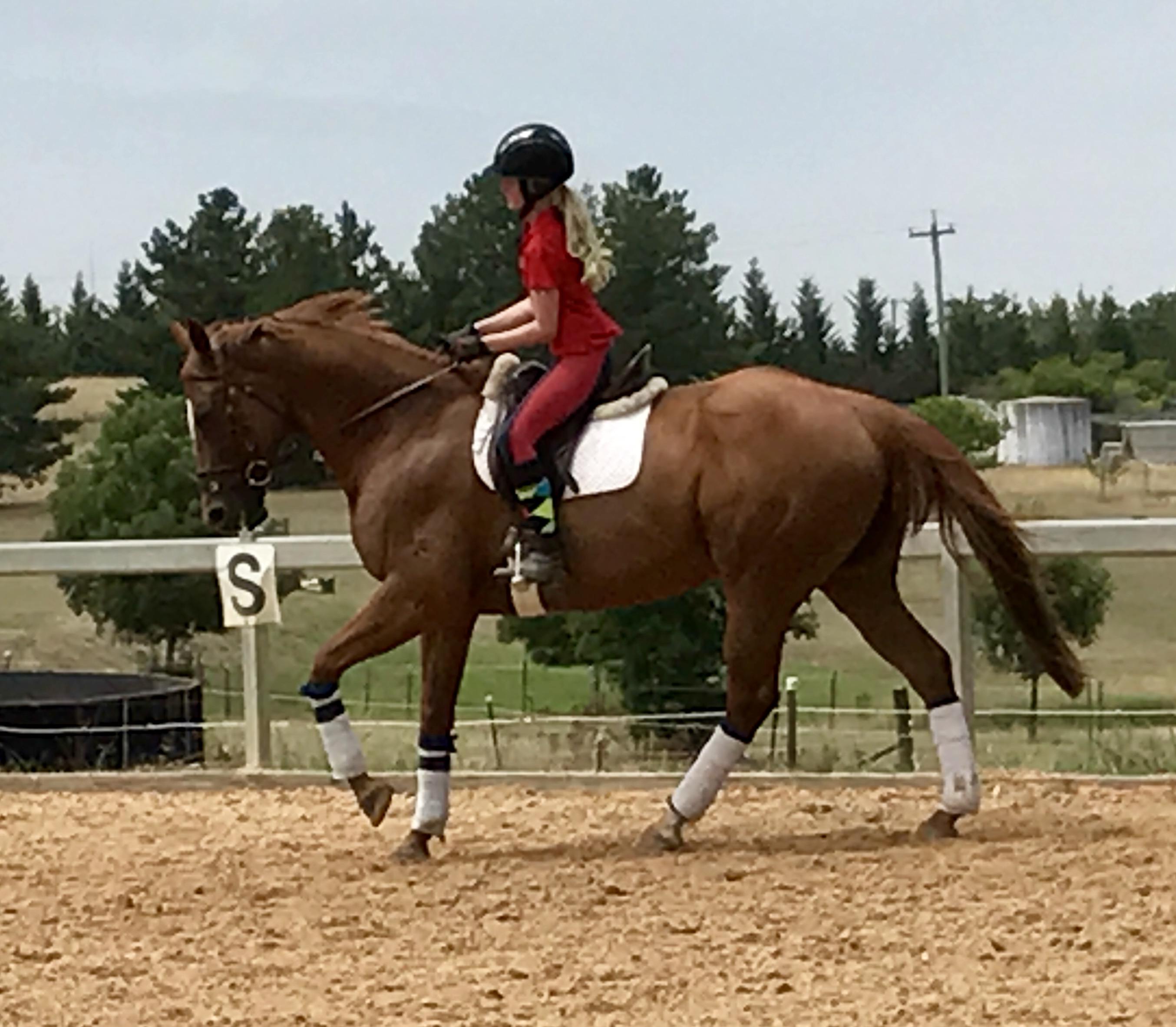 View All Horses For Sale Horsezone Page 1