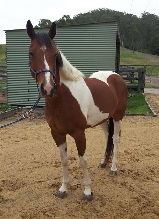 Paint Horses For Sale Paint Horse » Horsezone Page 1