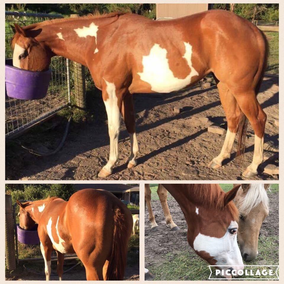 Paint Horses For Sale Paint Horse » Horsezone Page 1