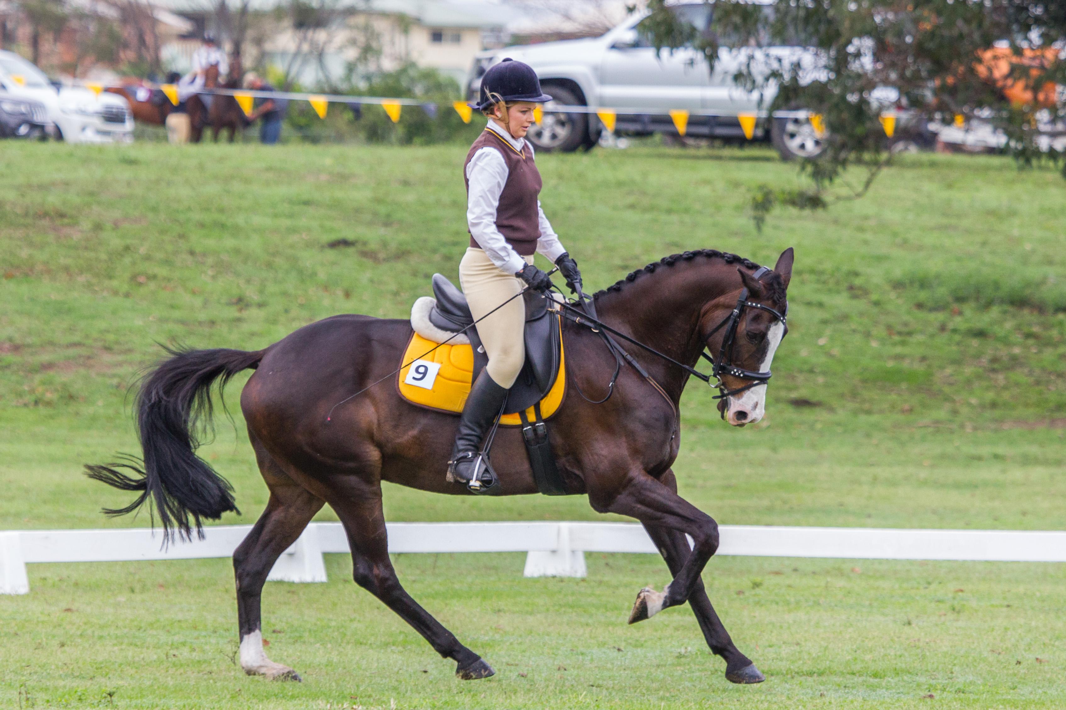 Horses for sale & equine products, stallions, equine news & gallery on