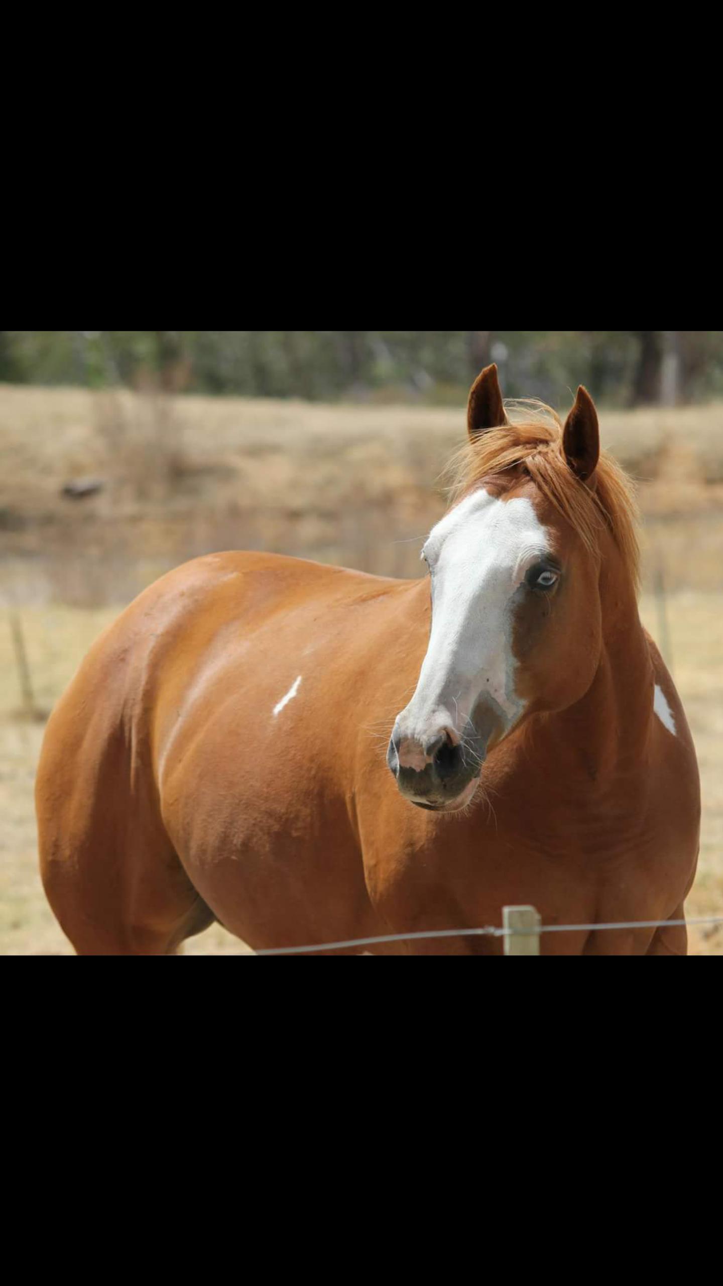 Paint Horses For Sale Paint Horse » Horsezone Page 1