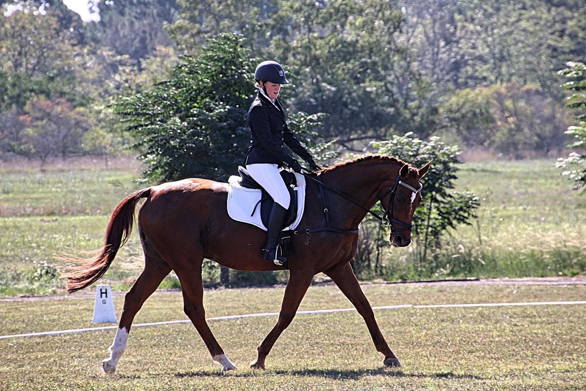 True all rounder eventing, dressage, pony club or jumping