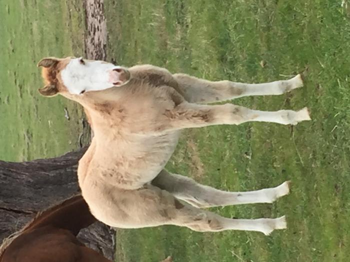 Paint Horses For Sale Paint Horse » Horsezone Page 1