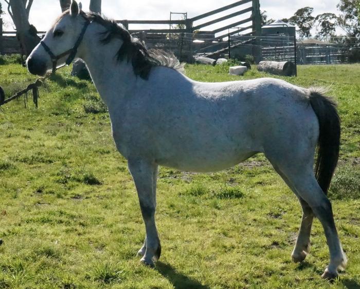 Welsh Ponies For Sale Welsh Horse » Horsezone Page 1