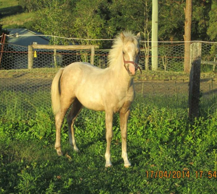 Palomino Horses For Sale Palomino Horse » Horsezone Page 1