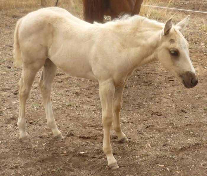 solid Paint QH palomino filly Quarter horse Horsezone