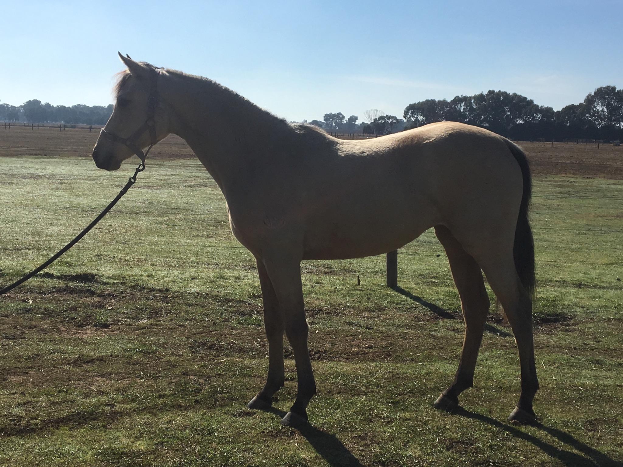 Arabian Derivatives Horses For Sale Arabian Derivatives Horse