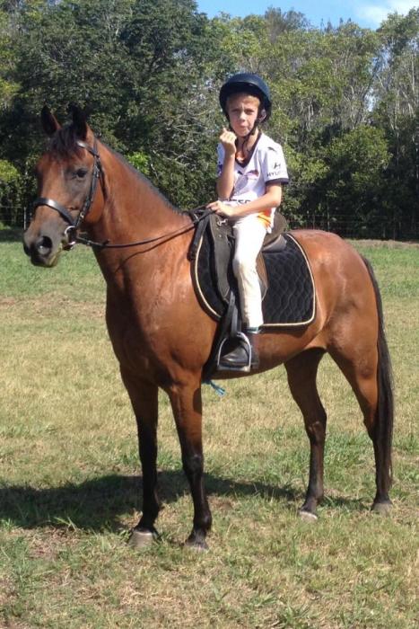 What A Gem - QUIET KIDS PONY Approx 13-13.2hh - Pony - Horsezone