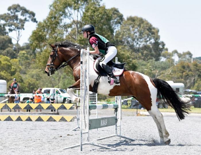 Paint Horses For Sale Paint Horse » Horsezone Page 1