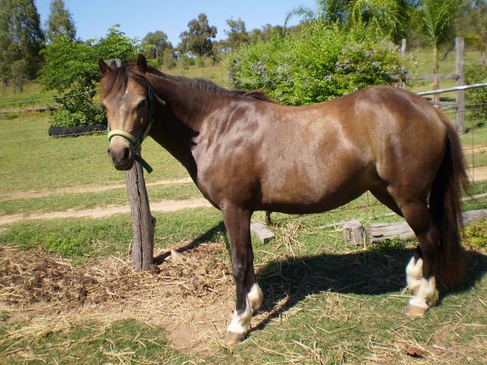 Welsh Ponies For Sale Welsh Horse » Horsezone Page 1