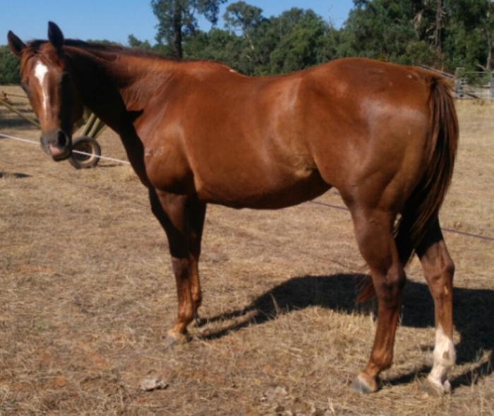 Horses for sale & equine products, stallions, equine news & gallery on