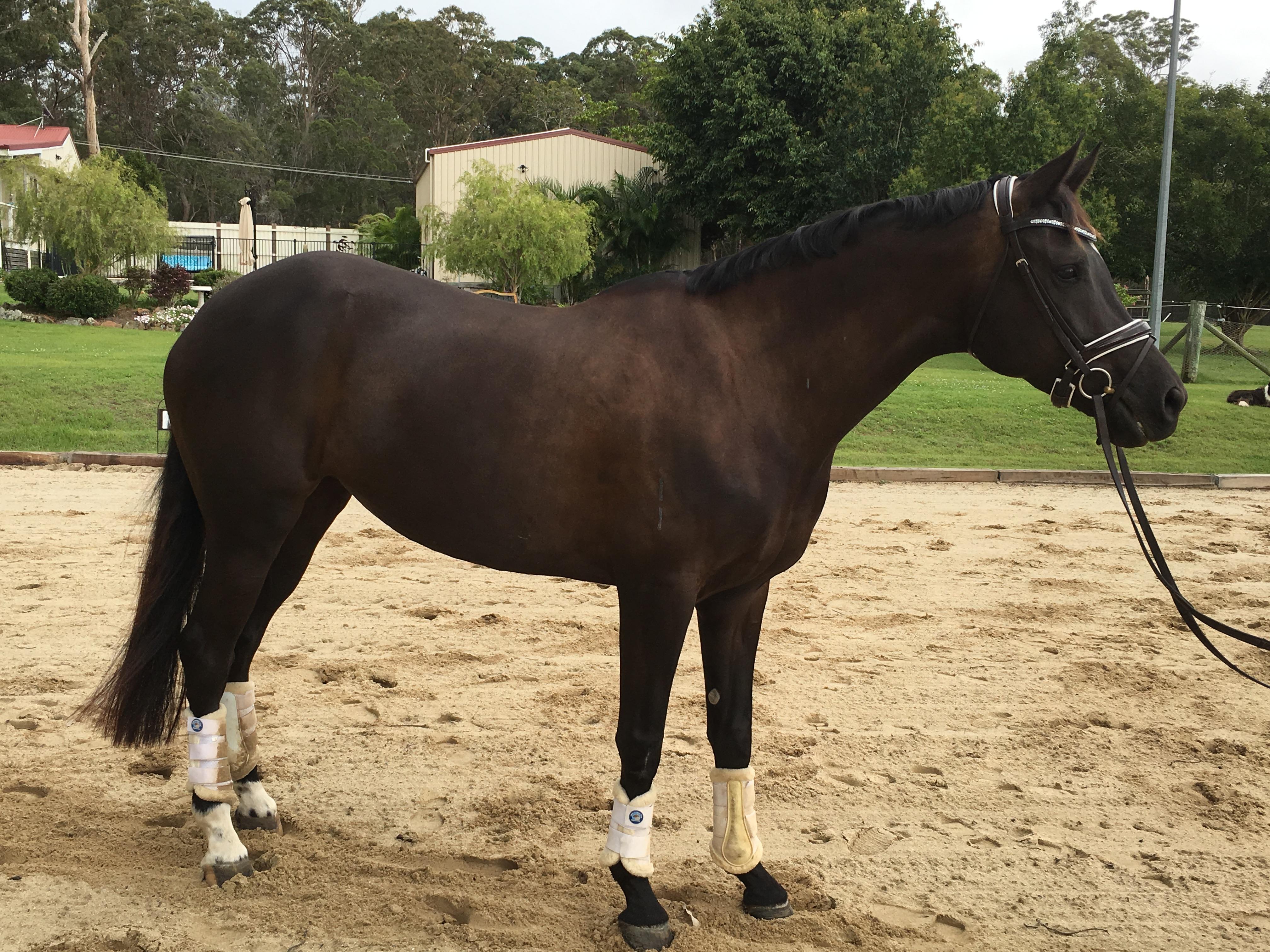 Flashy Dressage/Show Mare Australian Stock Horse Horsezone