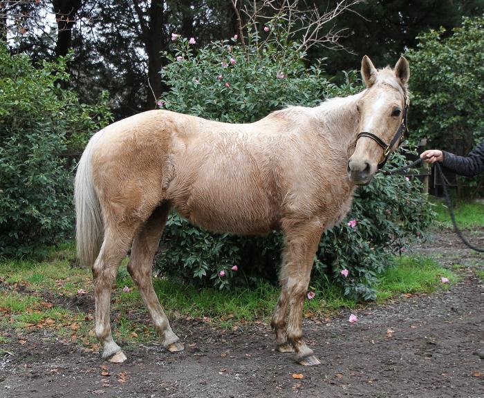 Palomino Horses For Sale Palomino Horse » Horsezone Page 1