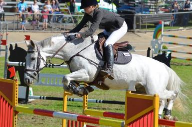 Competitive Miniprixjunioryoung Rider Horse Warmblood Horsezone