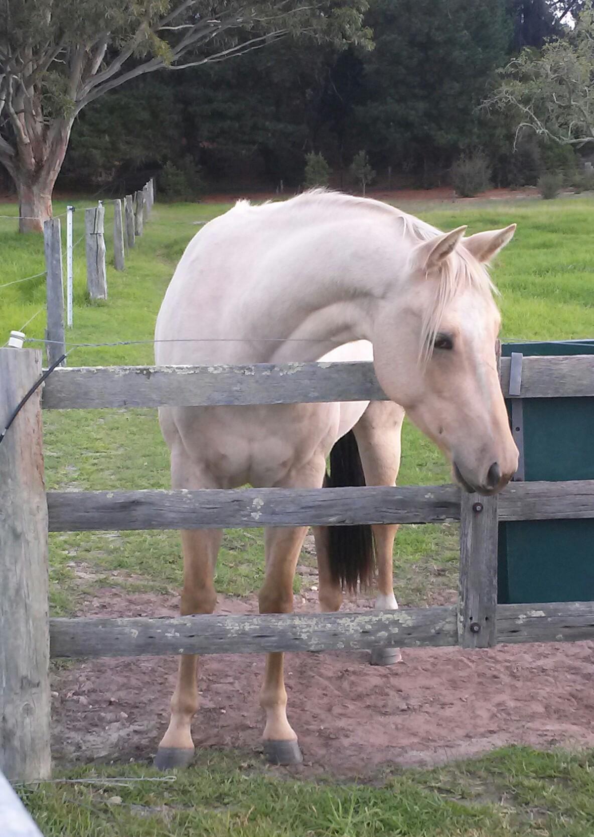 Quarter Horses For Sale Quarter horse Horse » Horsezone Page 1