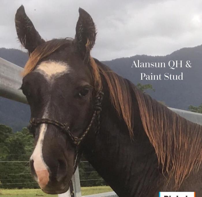 Paint Horses For Sale Paint Horse » Horsezone Page 1