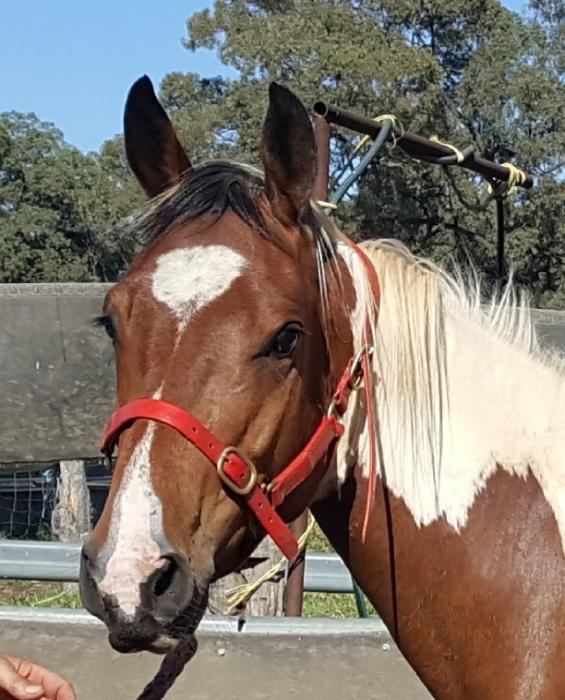 Paint Horses For Sale Paint Horse » Horsezone Page 1