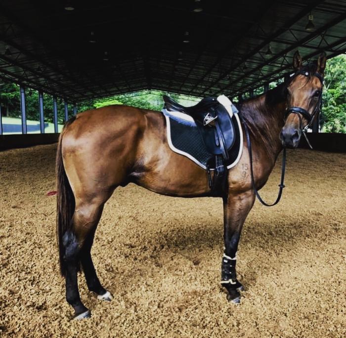 View All Horses For Sale Horsezone Page 5