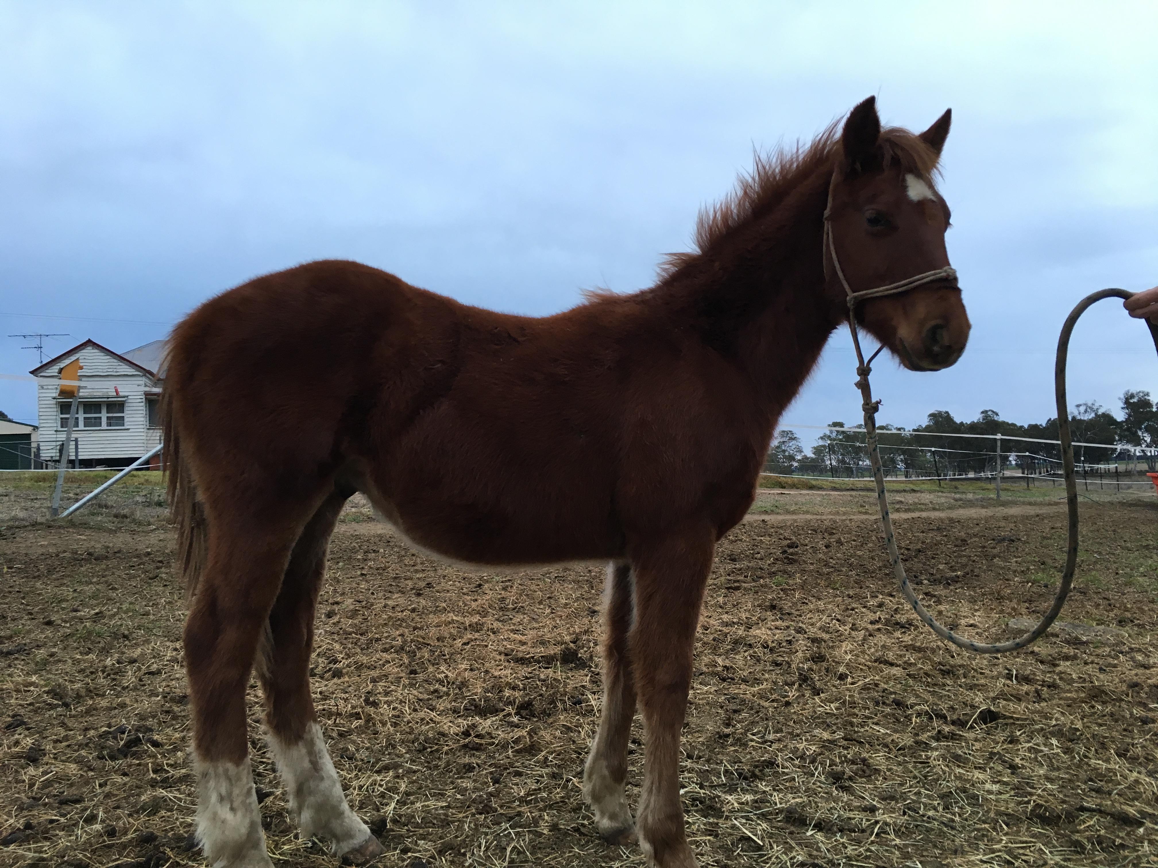 Flashy Chestnut Yearling Quarter horse Horsezone