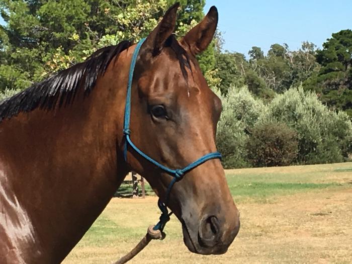 Australian Stock Horses For Sale Page 3