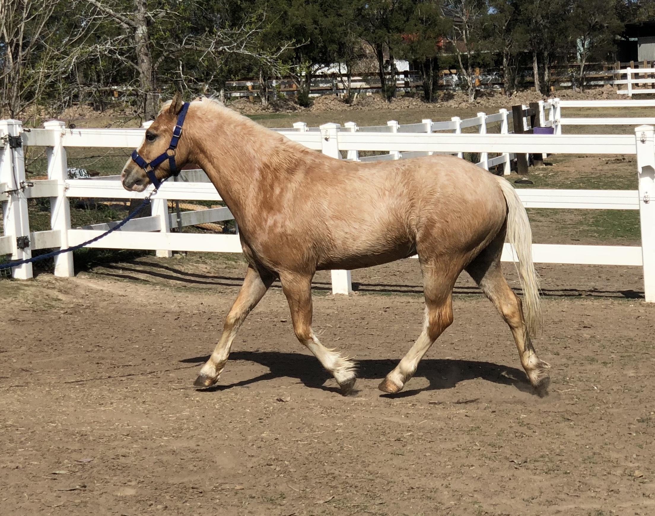 Pony For Sale Pony Horse » Horsezone Page 1