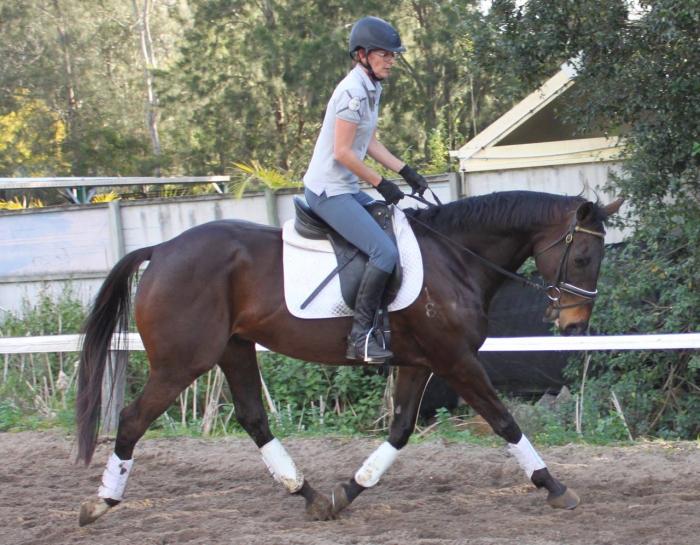 Thoroughbred Horses For Sale Thoroughbred Horse » Horsezone Page 1