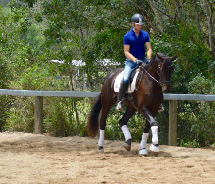 Horses for sale & equine products, stallions, equine news & gallery on