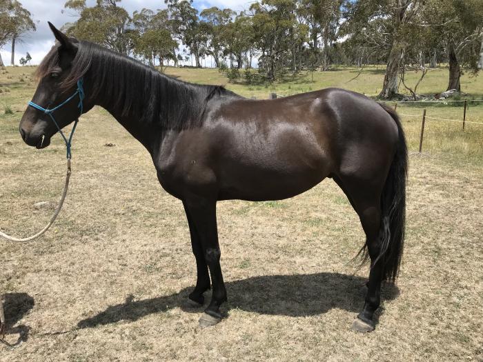 Welsh Ponies For Sale Welsh Horse » Horsezone Page 1