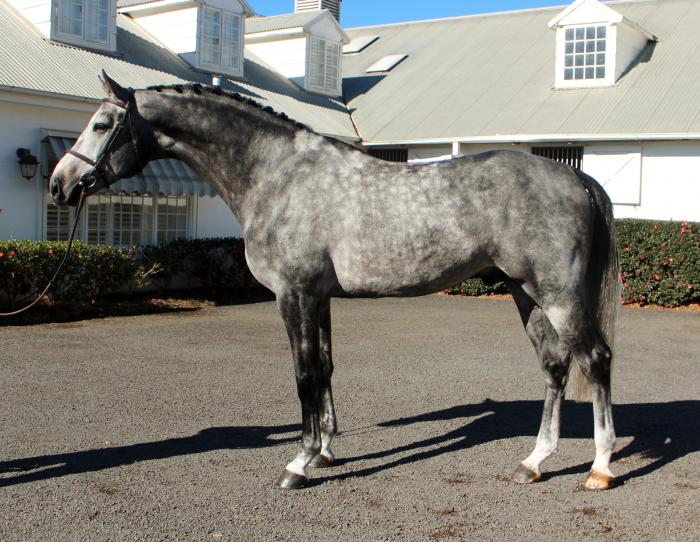 Warmbloods Stallions at Stud Horsezone Page 1