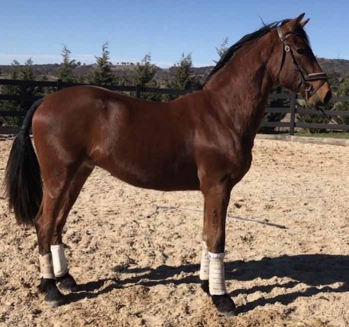 Friesian Horses For Sale - Friesian Horse » Horsezone - Page 1