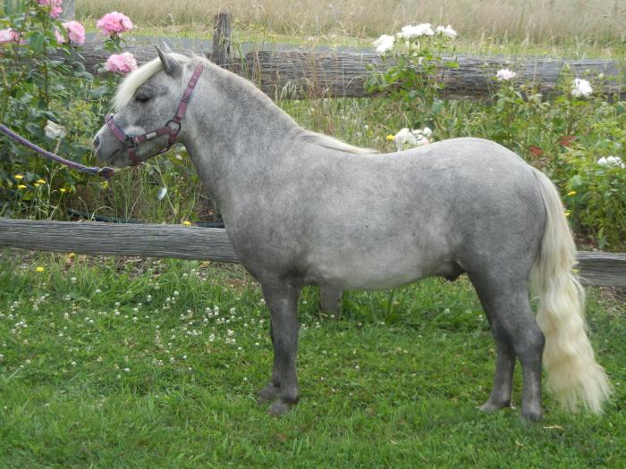 Miniature Ponies For Sale Miniature Ponies » Horsezone Page 1 Miniature Ponies For Sale Miniature Ponies » Horsezone Page 1