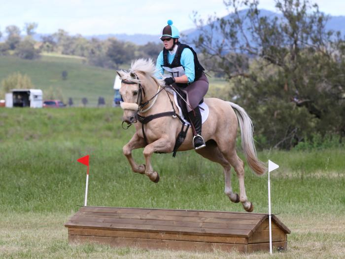 Palomino Horses For Sale Palomino Horse » Horsezone Page 1