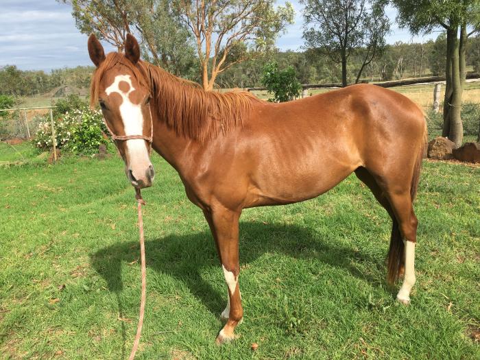 Australian Stock Horses For Sale Page 1