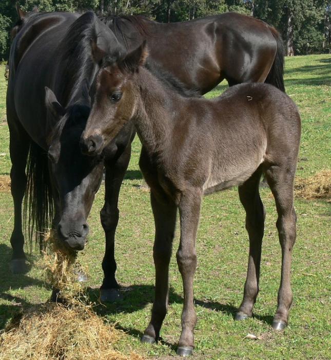 Australian Stock Horses For Sale Page 1
