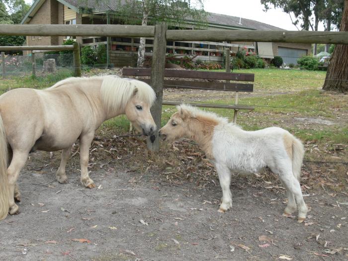 Miniature Ponies For Sale Miniature Ponies » Horsezone Page 1