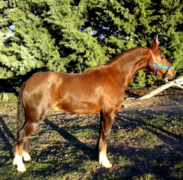 Hackney Horses For Sale Hackney Horse » Horsezone Page 1