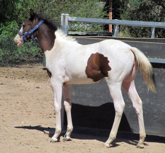 Paint Horses For Sale Paint Horse » Horsezone Page 1