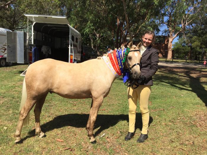 Pony For Sale Pony Horse » Horsezone Page 1