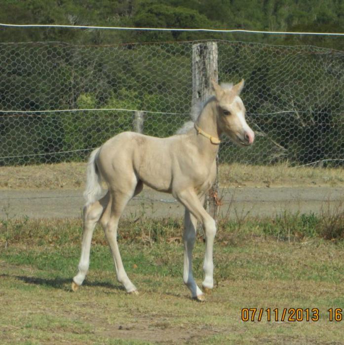 Palomino Horses For Sale Palomino Horse » Horsezone Page 1