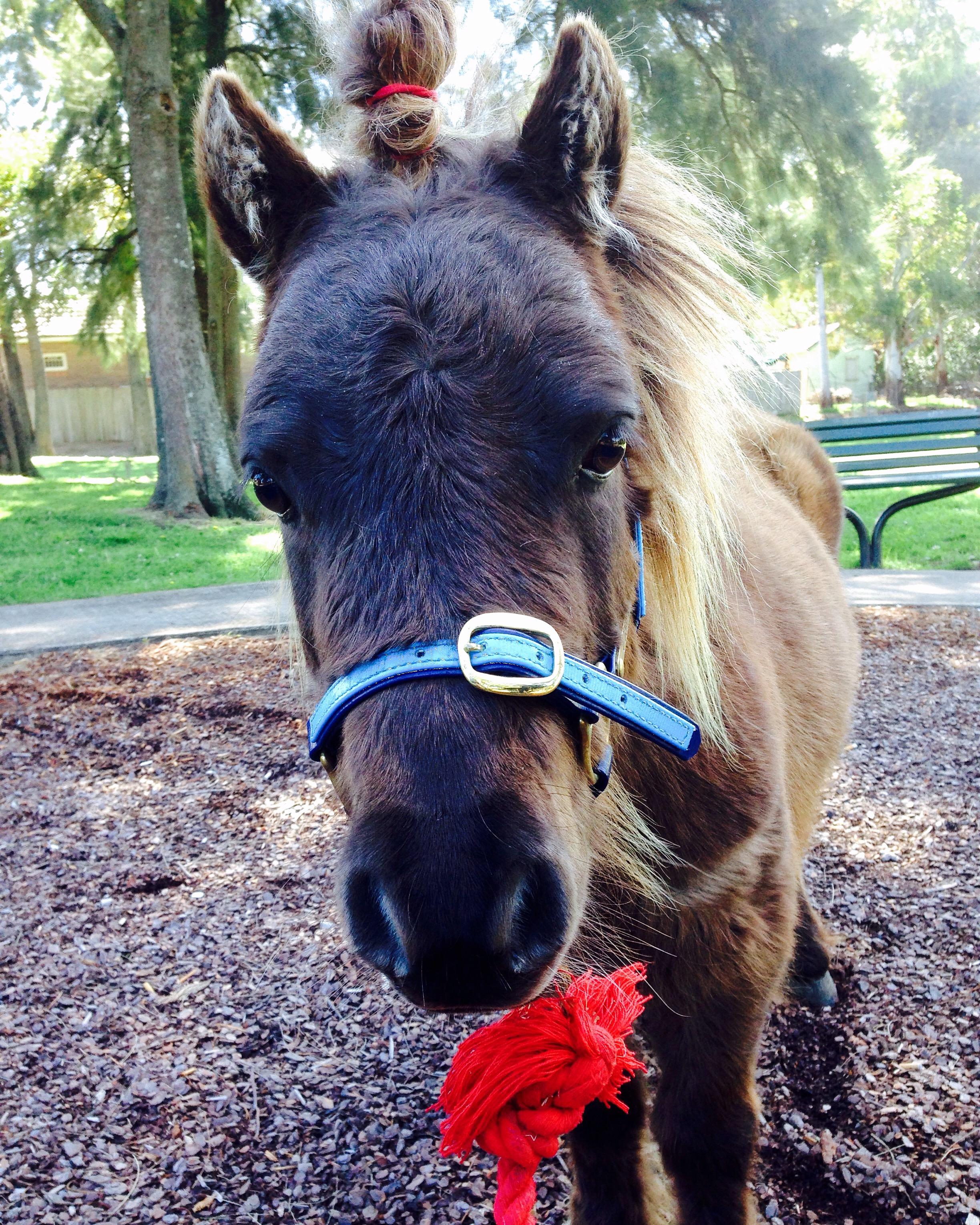 Miniature Ponies For Sale Miniature Ponies » Horsezone Page 1