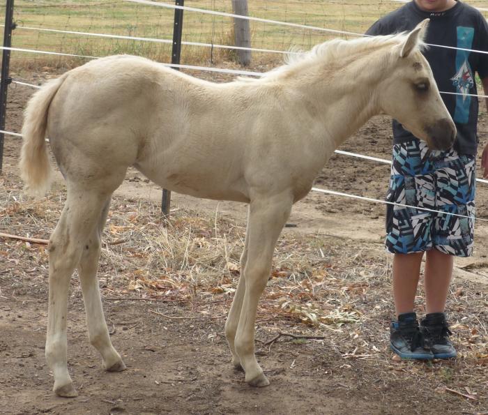 solid Paint QH palomino filly Quarter horse Horsezone