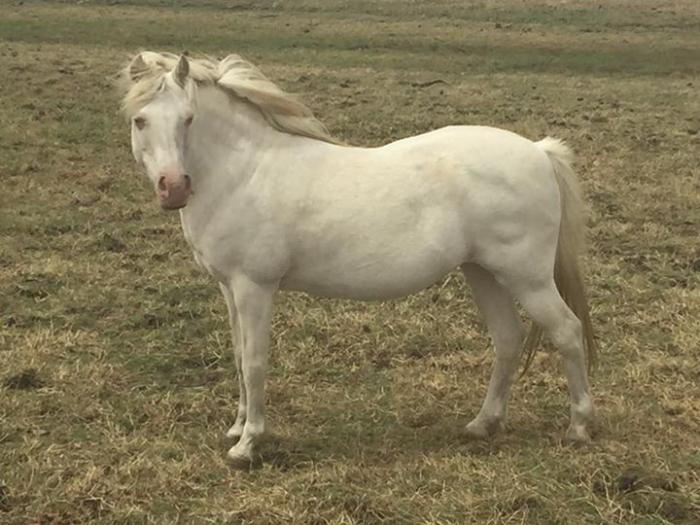 Welsh Ponies For Sale Welsh Horse » Horsezone Page 1