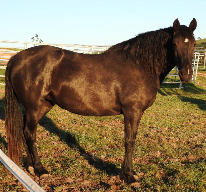 Spanish / Andalusian Horses For Sale Spanish / Andalusian Horse » Horsezone Page 1