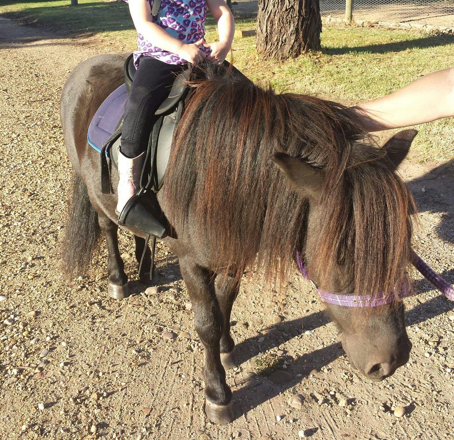 Shetland Ponies For Sale Shetland Pony » Horsezone Page 1