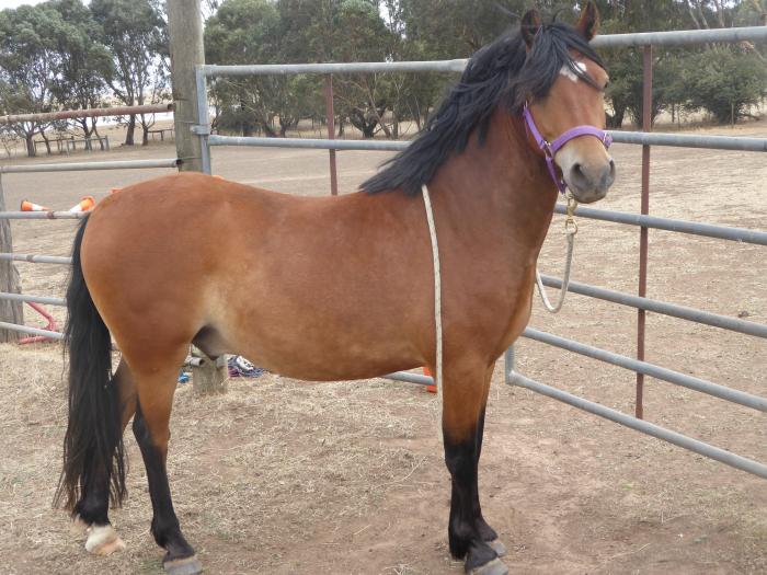 Welsh Ponies For Sale Welsh Horse » Horsezone Page 1