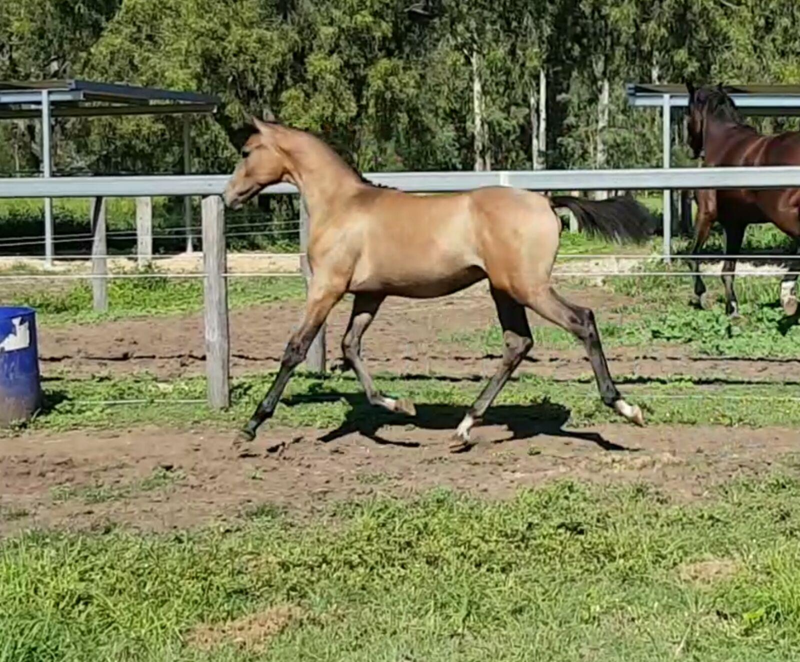 MAKE AN OFFER!! Stunning warmblood foal Warmblood Horsezone