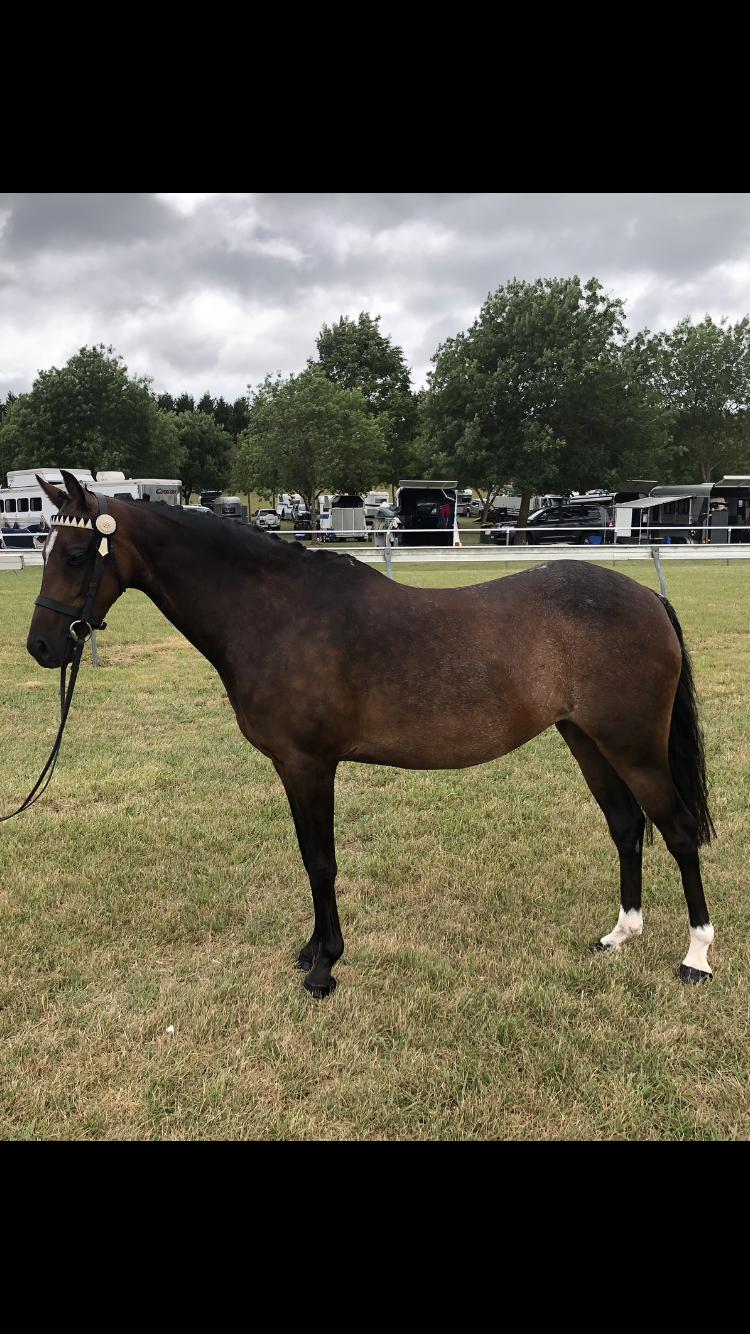 Welsh Ponies For Sale Welsh Horse » Horsezone Page 1